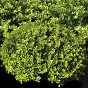 3 gal. Helleri Shrub