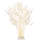 thumbnail image 1 of Uxcell 60-Pack Hierba de Colas de Conejo 17 Pulgadas Hierba de Cola de Conejo Esponjosa Flores Secas para Hogar/Boda [Blanco], 1 of 1