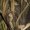 Mossy Oak Shadow Grass Habitat, variant on Drake Waterfowl Men's MST Full Zip Hole Shot Hooded Windproof Eqwader