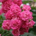 Super Excelsa Live Flowers - Heirloom Roses - Fragrant Rambling Rose ...