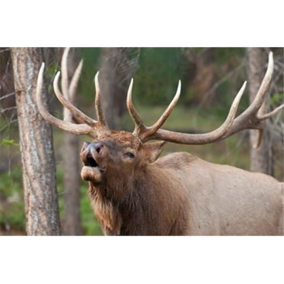 Canada Alberta Jasper National Park Bull Elk Bugling Poster Print by Jaynes Gallery - 28 x 19 in.