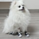 thumbnail image 3 of Zapatos para perros para mascotas, zapatos deportivos de lona para deportes de cuatro estaciones, zapatos para perros pequeños con suela blanda y cálida MFZFUKR l, 3 of 6