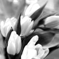 thumbnail image 2 of Stalus, Judy 15x15 Black Modern Framed Museum Art Print Titled - Tulip Dream, 2 of 4
