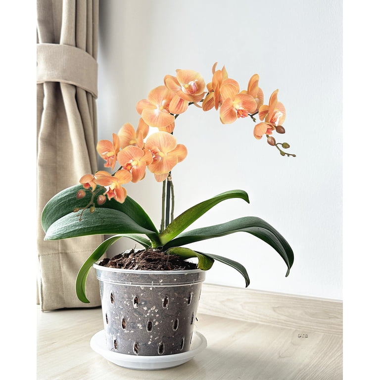 6 Pack Clear Orchid Pot,7inch Plastic Plant Pots with Holes and  Saucers,Nursery Pots for Orchid Repotting Kit - Walmart.com