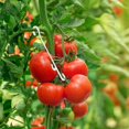 thumbnail image 5 of BRILLAR Clips de soporte para tomates 100 piezas 13 cm, 5 of 5