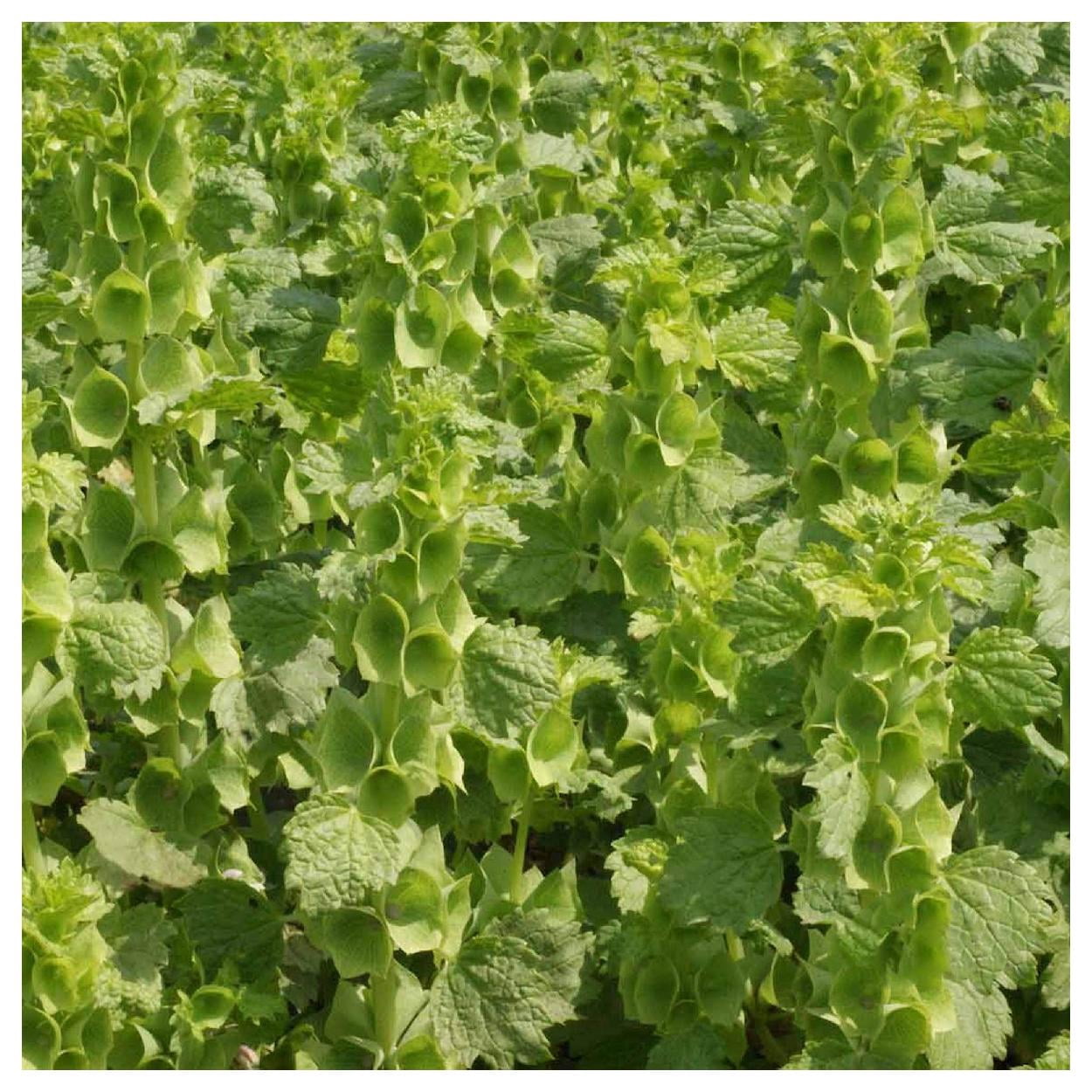 Everwilde Farms - 1 lb Bells of Ireland Garden Flower Seeds - Gold Vault Bulk Seed Packet