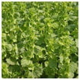 thumbnail image 2 of Everwilde Farms - 1 oz Bells of Ireland Garden Flower Seeds - Gold Vault Bulk Seed Packet, 2 of 3