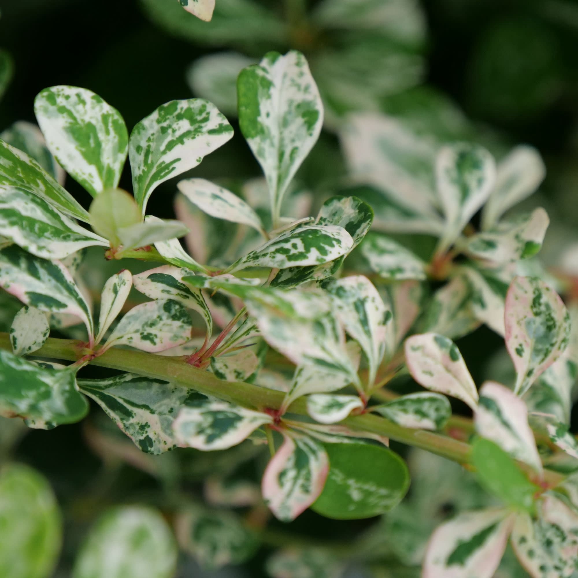 Proven Winners ColorChoice 5" Sunjoy Sequins Barberry Live Plant in 4.5" Pot (4 Count)