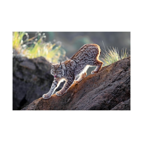 Gianfranco Barbieri 'Lynx At Sunset' Canvas Art