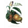 thumbnail image 3 of Hooker, William 19x24 Black Modern Framed Museum Art Print Titled - Mango with Butterfly, 3 of 5