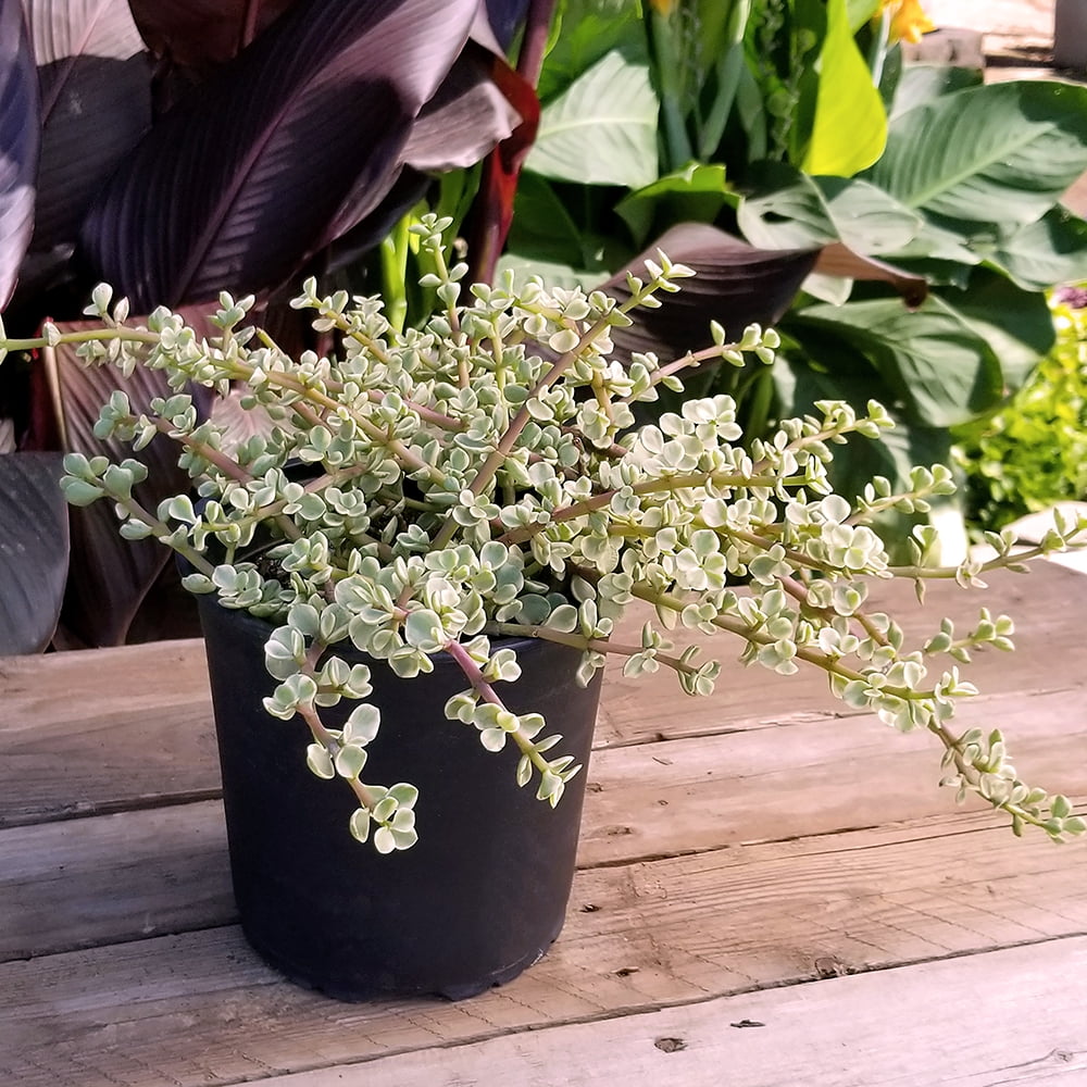 Element by Altman Plants Variegated Portulacaria Easy Succulent; 1 gal Grower; Full Sun