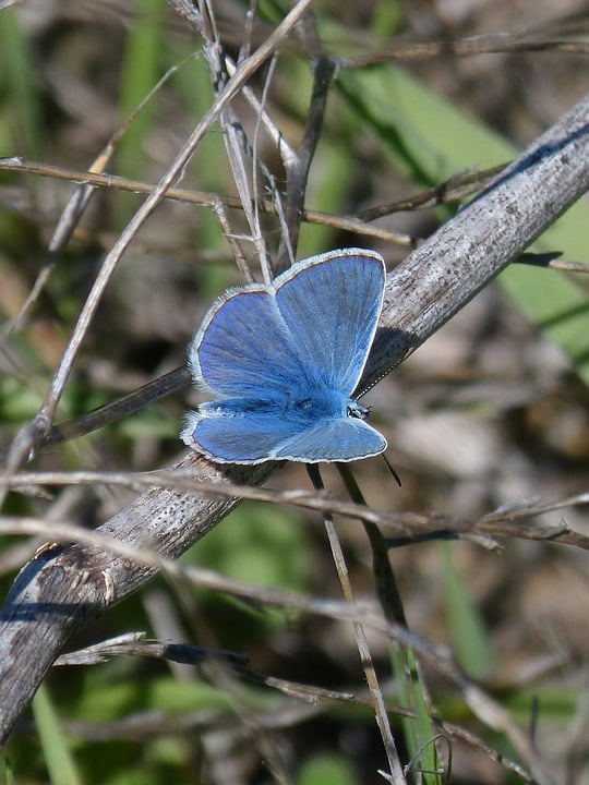 peel n stick poster of blue butterfly butterfly blue