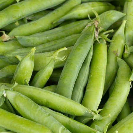 Mardel Treats - Little Marvel Pea Garden Seeds (Treated) - 50 Lbs Bulk - Non-GMO, Heirloom Vegetable Gardening & Microgreens Pea Shoots Seeds