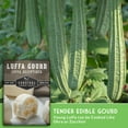 thumbnail image 5 of Luffa Seeds for Planting - Heirloom Loofah Gourd - Full Sun, Annual Vegetable - 1 Pack, 5 of 10
