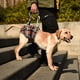 thumbnail image 3 of Dog Lifting Harness, Carrier Strap Stair Aid for Small/Medium/Large Dogs, Rear Leg Support, Walking Aid for Pets Blue Plaid M, 3 of 5