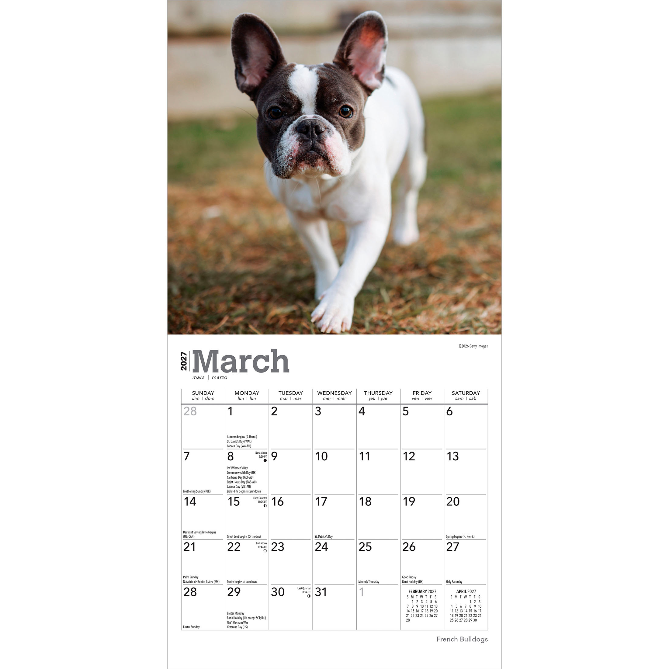 French Bulldogs 2027 Mini