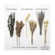 thumbnail image 5 of 60pcs Dried Flower Pampas Decorative Reed Grass Diy Flower Arrangement Office Decor, Wedding Center, 5 of 5
