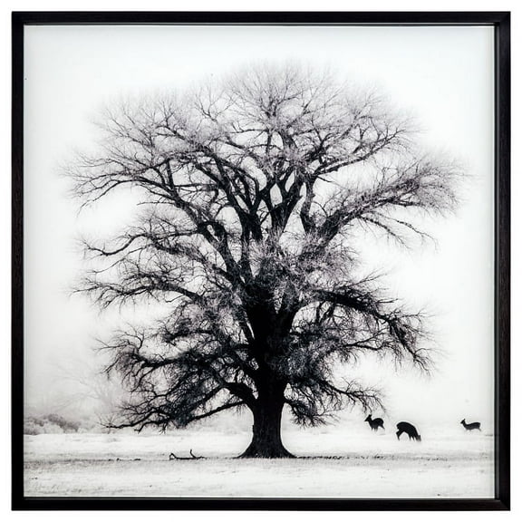 Yosemite Home Decor "Winters Morning Fog II" Glass Photographic Art in Black