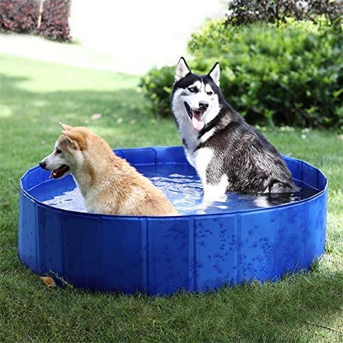 Walmart dog pool deals