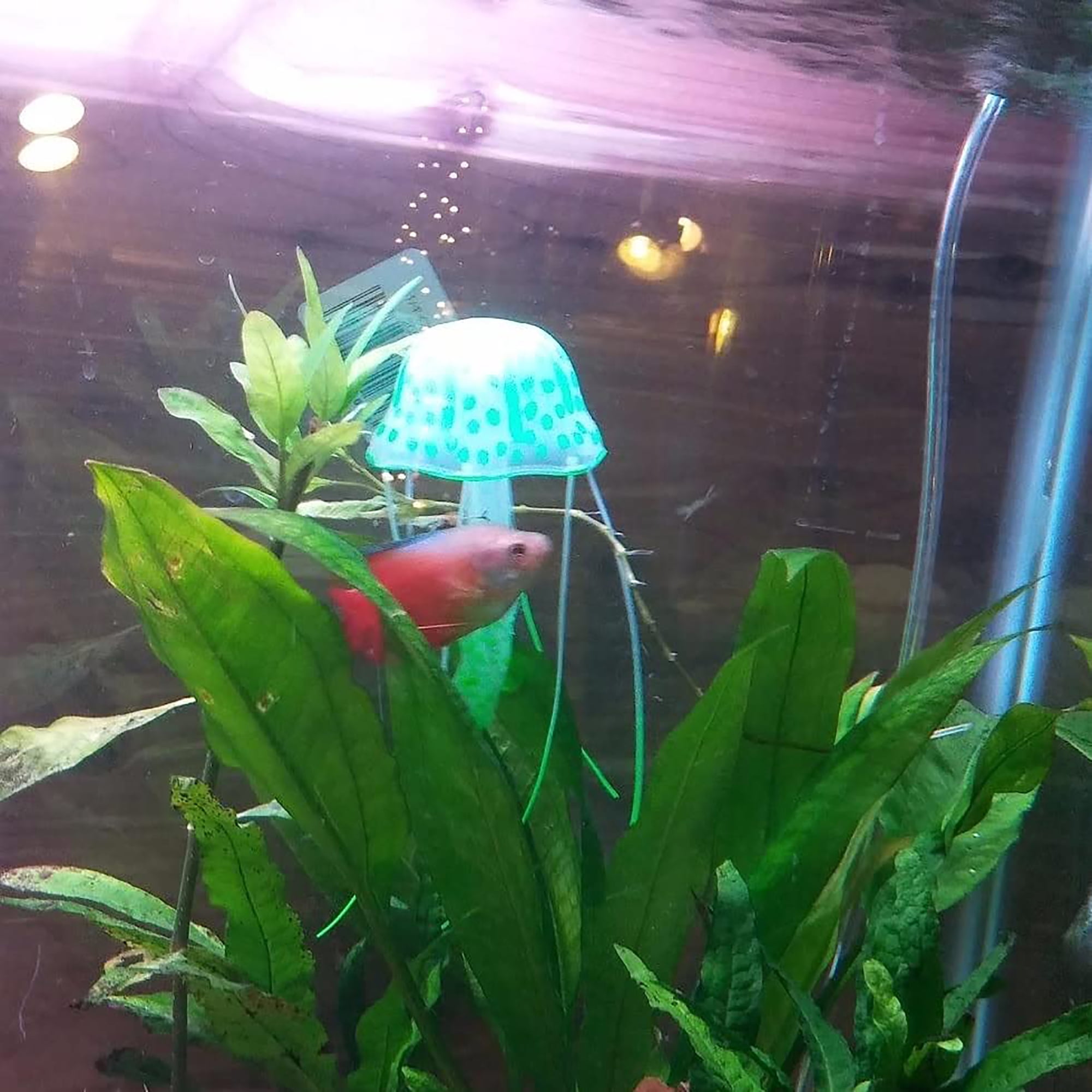 Amazon Sword Echinodorus Bleheri (3 Pack Potted - 5-8 Inches) Live Aquarium Plants BUY 2 GET 1 FREE