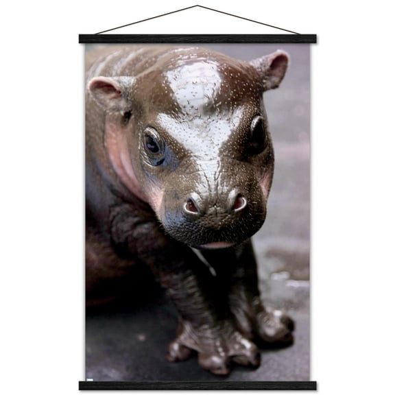 Cute Pygmy Hippopotamus Wall Poster with Magnetic Frame, 22.375" x 34"