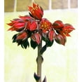 thumbnail image 3 of Black Prince Succulent - Echeveria - 2.5" Pot, 3 of 4