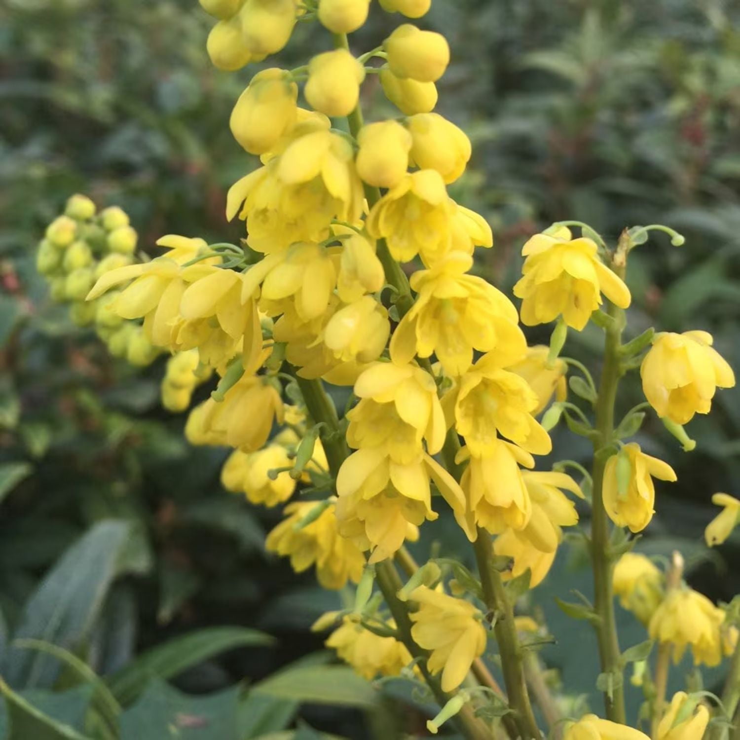 Expert Gardener 1-2' Mahonia Charity Live Tree in 1 gal. Grower Pot