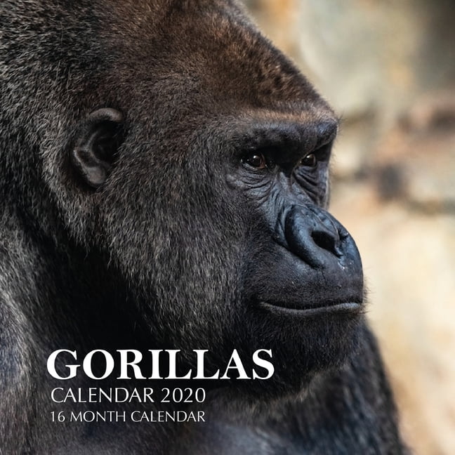 Gorillas Calendar 2020 16 Month Calendar (Paperback)