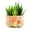 Style 3, variant on Kilisky Succulent Plant Pots Colorful Mushrooms Pattern Flower Pots Ceramic Planter for Plants Container Bonsai Pots with Drainage Hole for Home Decor (without Plants)