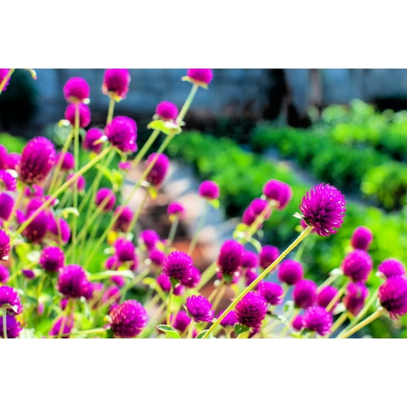 Globe Amaranth Seeds for Planting - Gomphrena (Gomphrena Globosa Purple) - Stunning Purple Flowers (100 Seeds)