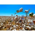 thumbnail image 2 of Tenoever, William 24x19 White Modern Wood Framed Museum Art Print Titled - CottonFields2, 2 of 4