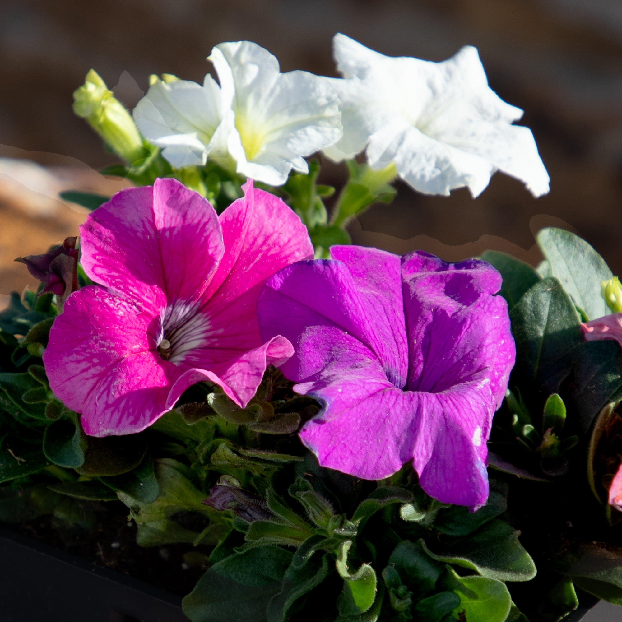 Expert Gardener 4PK Pink Blue White Red Petunia Live Plant