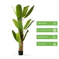 thumbnail image 5 of Enova Floral 72 inches Artificial Banana Tree in Black Nursery Pot, 5 of 5