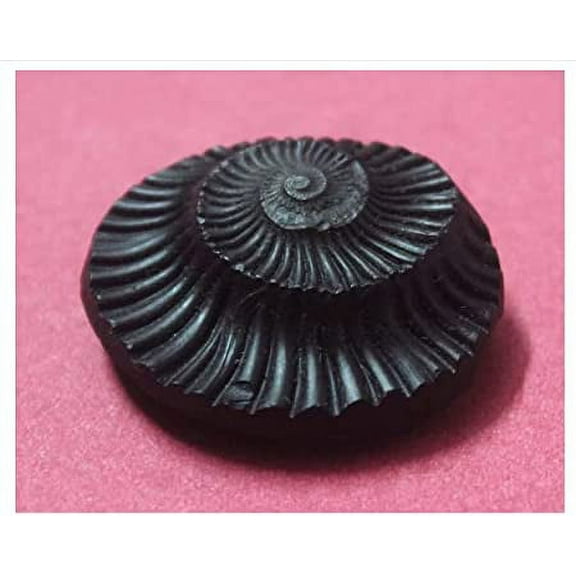 Original Shaligram/Shalagram Shila Stone (Approx. Half Inch) For Lord Vishnu Pooja And Tulsi Pooja, Nepal Gandaki River Stone