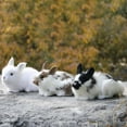 thumbnail image 4 of RUIG Miniature Realistic Furry Rabbits Figurines Simulation Farm Animal Mini Lifelike Easter Bunnies for Baby Shower Kids Newborn/Photograph Prop/Home Shelf Desk Decorative Statue, 4 of 7
