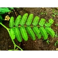 thumbnail image 2 of 100 ILLINOIS BUNDLEFLOWER Prairie Mimosa Desmanthus Illinoensis Flower Seeds, 2 of 11