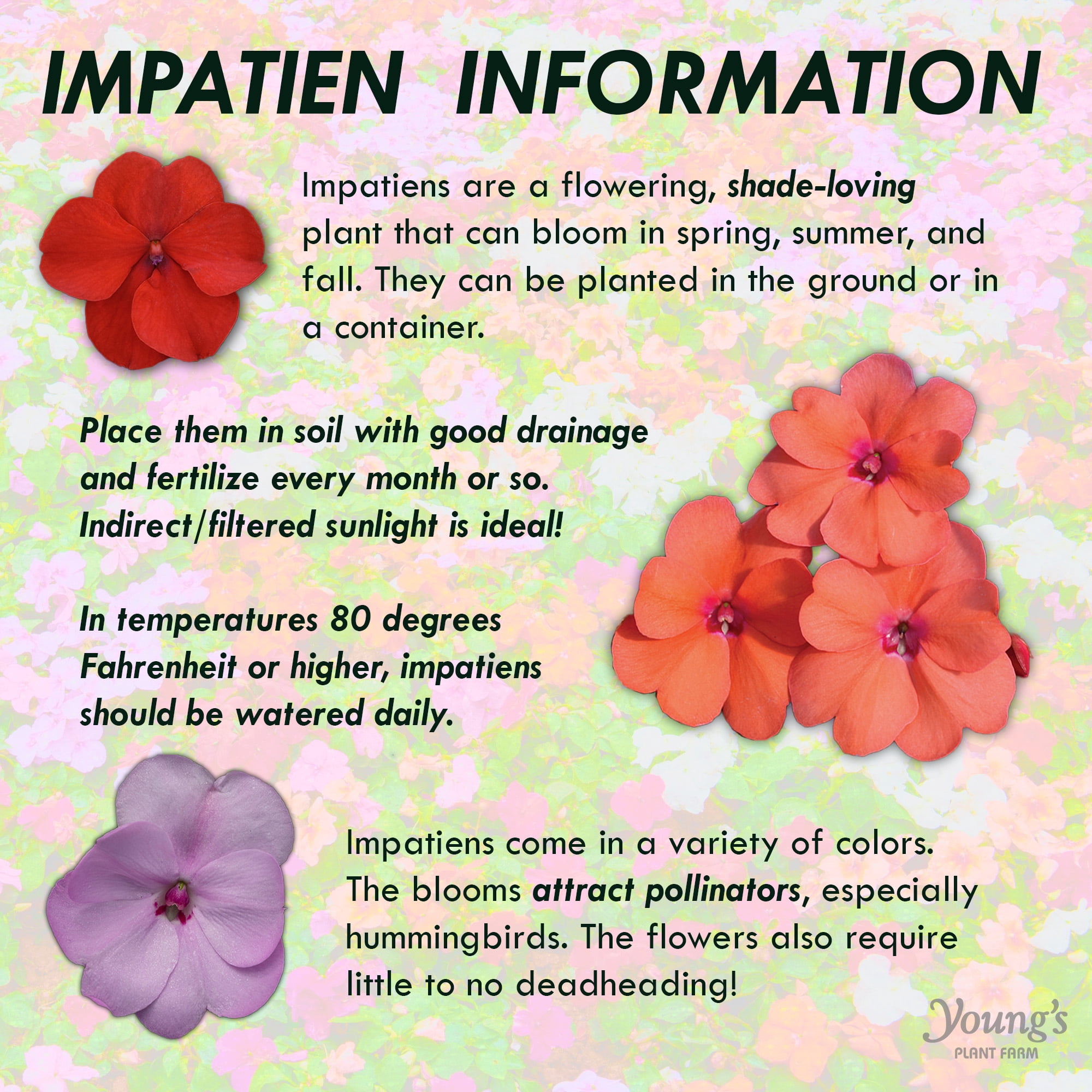 Expert Gardener 1.5 Gallon New Guinea Impatiens Live Annual Plant, Partial Sun, Various Colors