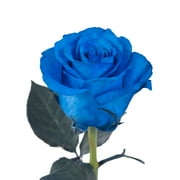 Tinted Blue Roses 50 Stems of 50 cm Farm Direct Fresh Cut Flowers by Bloomingmore