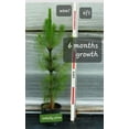 100 Loblolly Pine Tree "Pinus Taeda" Seedlings 1020” Bareroot Fast