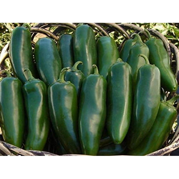 TERRO T800 Garbage Guard Trash Can Insect Killer Kills Flies, Maggots