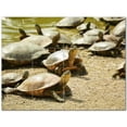 thumbnail image 1 of Turtle Ceramic Tile Mural Kitchen Backsplash Bathroom Shower 402979-L43, 1 of 3