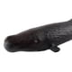 thumbnail image 5 of Figuras de ballenas realistas Ballena Realista Modelo Animal Educación Figura Suave Juguete Para Niños Ballena De Esperma Ballena de esperma Fanmusic Figuras de ballenas realistas, 5 of 6