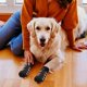 thumbnail image 4 of 2 pares (m, negro) calcetines antideslizantes para perros y gatos, calcetines antideslizantes para perros, calcetines ajustables para perros, adecuados para perros y gatos pequeños o grandes Rojo Verde Cocina, Decoración y Otros, 4 of 5