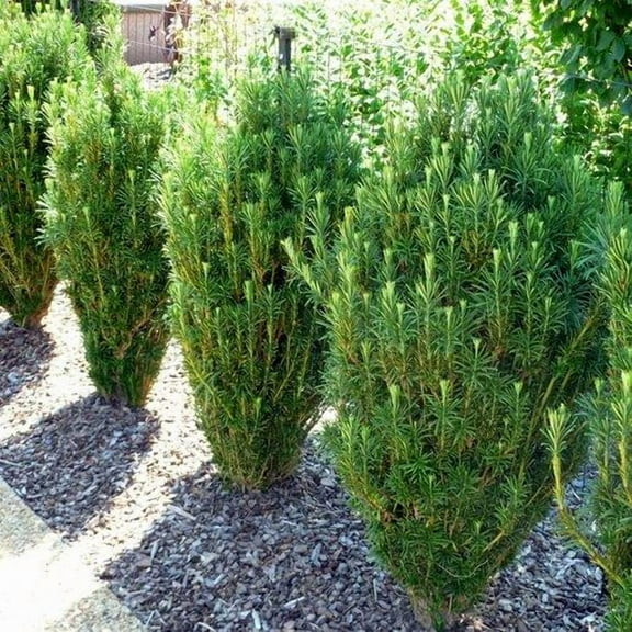 Fastigiata Upright Japanese Plum Yew-Adaptable Evergreen Shrub  3 Gallon