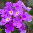 thumbnail image 3 of Lavender Trailing Lantana Plants Live, 4 to 6 Inch, Lantana Perennial for Outdoor Garden, 3 of 6