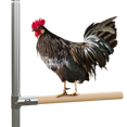 4Pack Chicken Perches Set Chicken Coop Accessories, Strong Roosting