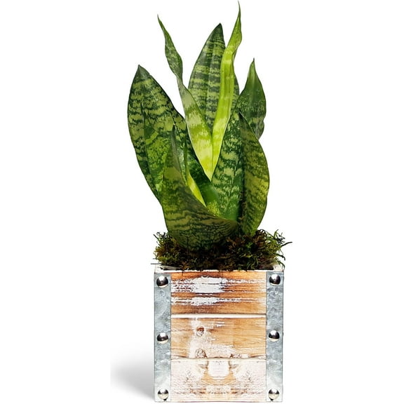 Live Sansevieria, Snake Plant, Houseplant Low Light, Mother's Day Gift, Office Gift Plant, Gardener Gift, Sympathy Gift, Birthday Gift for Women, Indoor Plant in 6" Wooden Gift Pot