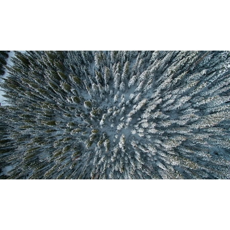 Tundra Trees Landscape Conifers Aerial View Forest-11 Inch By 17 Inch Laminated Poster With Bright Colors And Vivid Imagery-Fits Perfectly In Many Attractive Frames