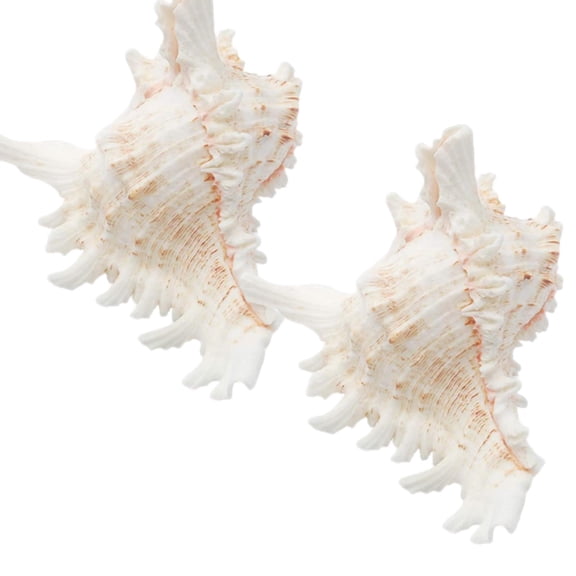 Sinkoo 2pcs Large Sea Shells, 4-5.3inch Conch Shells, White Real Natural Seashells, Perfect Crafts Shell for Vase Fish Tank Shell Planter Wedding Beach Theme Decor