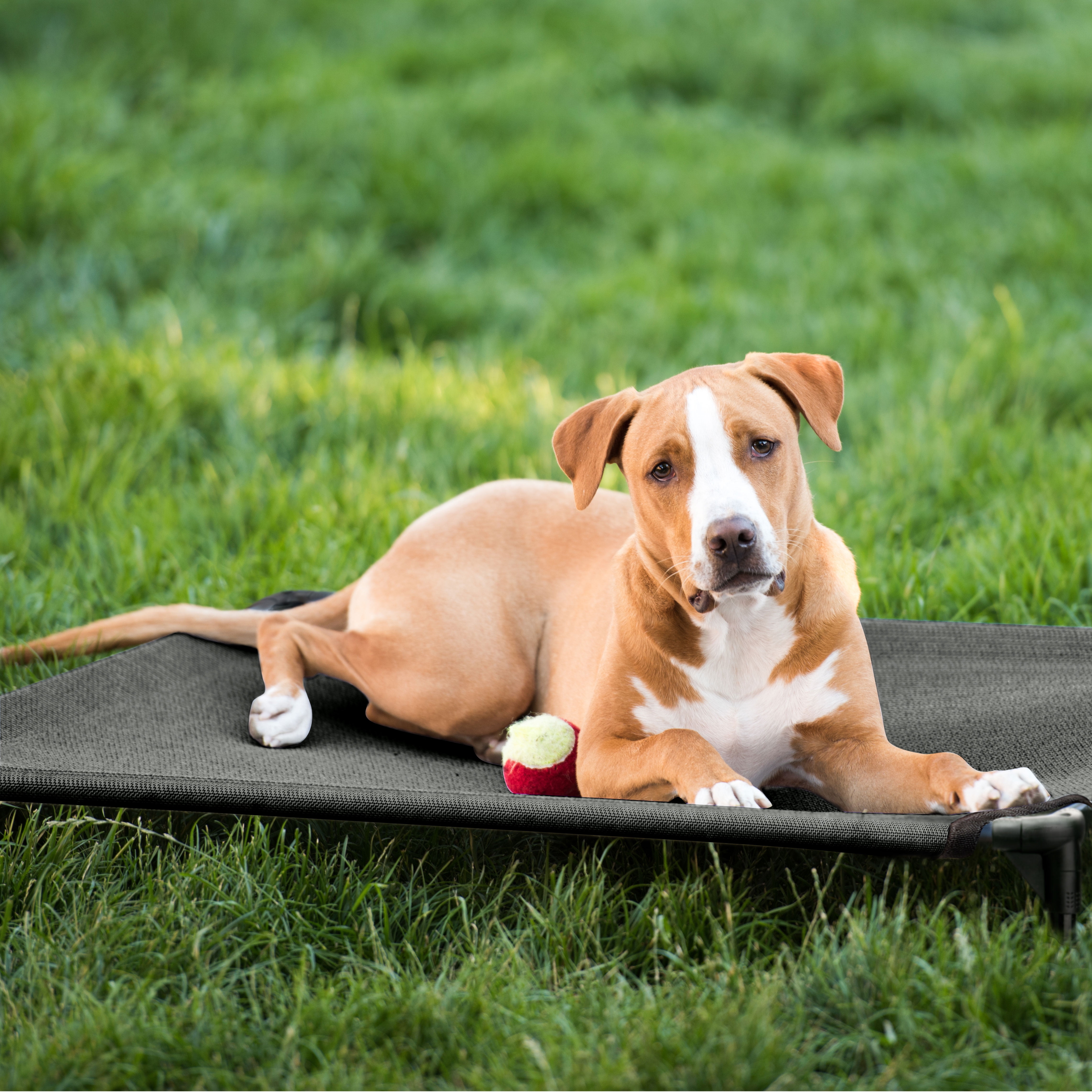 Veehoo Cooling Elevated Dog Bed, Portable Raised Pet Cot with Washable Mesh, X Large, Black Silver